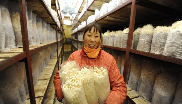 全國第二屆食用菌工廠化會議促進江蘇食用菌工廠化大發(fā)展