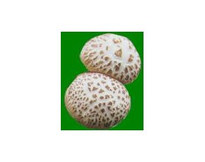 供應(yīng)春栽香菇菌種，品種以9608  ，939