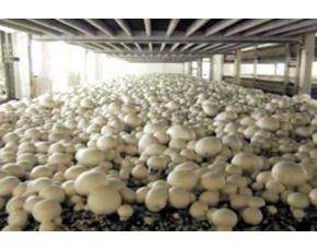 供應(yīng)雙孢菇、蟹味菇