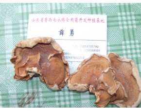 食用菌榆耳基地批發(fā)，永騰榆耳基地，薛勇榆耳零售