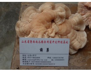 山東永騰榆耳特價批發(fā)零售，榆耳干鮮品