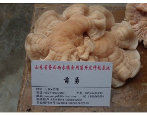 榆耳價格，榆耳批發(fā)零售，山東永騰榆耳基地