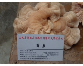 食用菌榆耳批發(fā)價格，請咨詢山東永騰榆耳基地