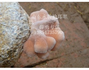 榆耳批發(fā)，榆耳零售，食用菌榆耳價(jià)格，榆耳薛勇