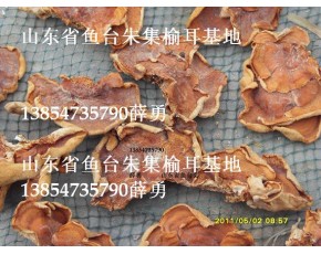 榆耳批發(fā)，榆耳零售，榆耳網(wǎng)購，榆耳榆耳榆耳干貨