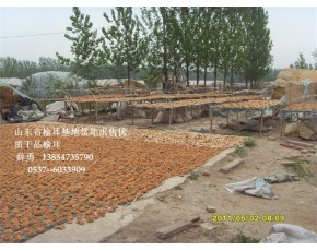 永騰榆耳，食用菌單片榆耳，榆耳干鮮品銷(xiāo)售