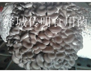 供應高溫平菇，姬菇出菇菌棒