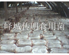 供應高溫平菇，秀珍菇，姬菇菌種菌棒