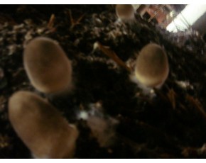 南京市江寧區(qū)食用菌大棚基地轉(zhuǎn)讓！?。? onmouseover=