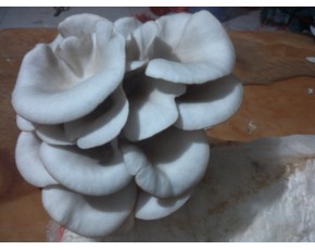 供應(yīng)廣溫，早秋平菇出菇菌棒