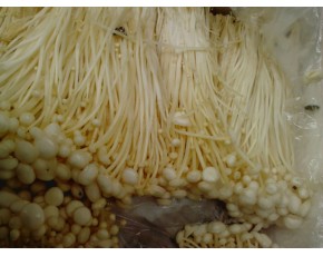 一級新鮮白色金針菇熱銷市場食品公司優(yōu)質(zhì)原料