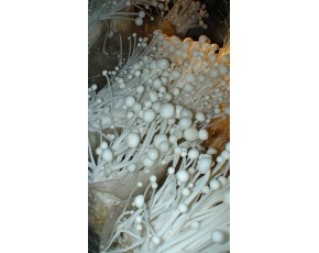 金針菇
