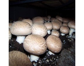 PORTABELLA MUSHROOM