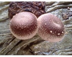 香菇菌種、菌棒
