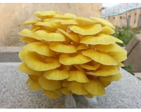 榆黃菇原種、菌種、菌棒