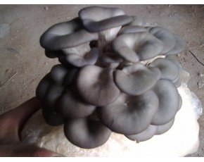 黑平原種、菌種、菌棒