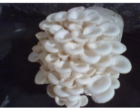 高溫平菇原種、菌種、菌棒
