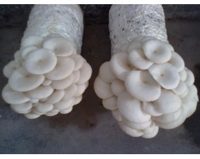 白平菌種、菌棒、原種