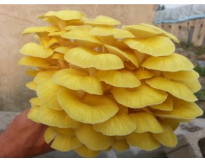 榆黃菇菌種、菌棒、原種