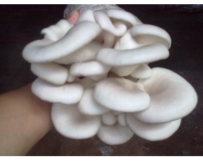 廣溫白平菌種、菌棒、原種