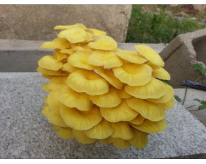 榆黃菇菌種、菌棒、原種