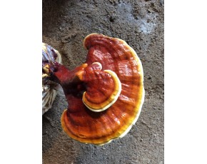 靈芝菌種、菌棒、原種