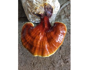 靈芝菌種、菌棒、原種