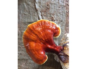 靈芝菌種、菌棒、原種