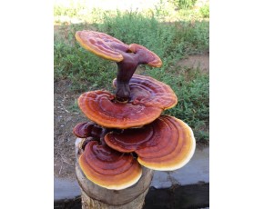 靈芝菌種、菌棒、原種