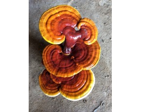 靈芝菌種、菌棒、原種