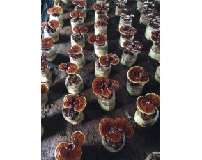 靈芝菌種、菌棒、原種
