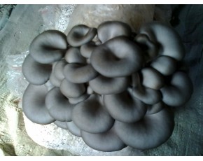 黑平菌種、菌棒、原種