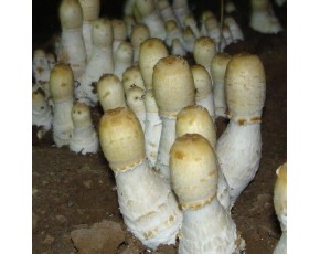 姬菇菌種，菌棒，原種