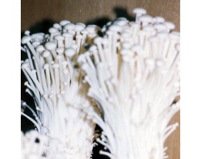 金針菇菌種，菌棒，原種