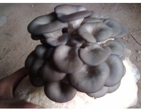 黑平菌種，菌棒，原種