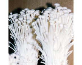 金針菇菌種、菌棒、原種