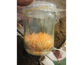 北蟲草免煮免滅菌全開發(fā)接種技術(shù)簡介