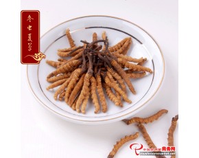 冬蟲夏草王特級 一級代理 總銷售