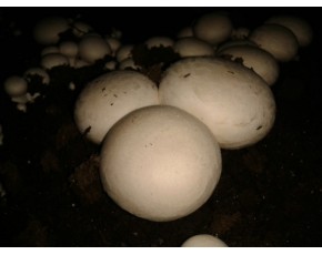 各類生產(chǎn)母種、液體種