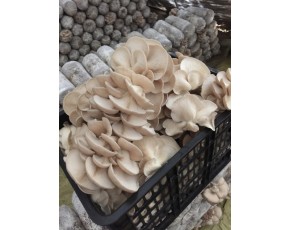 出售平菇，小姬菇