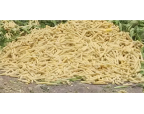提高超甜玉米芯，玉米殼