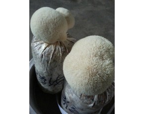 猴頭菇菌種、菌棒、原種
