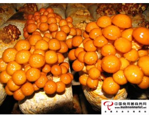 長期供應(yīng)滑子菇