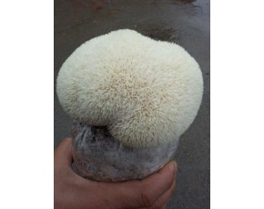 猴頭菇菌種、菌棒、原種