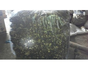 廣昌茶樹菇5號，廣昌茶樹菇3號