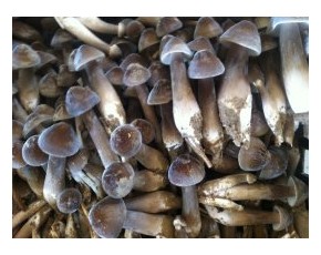 黑皮雞樅菌鮮菇發(fā)到全國(guó)各地40元公斤