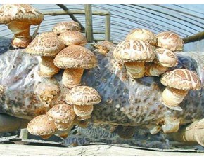 大量批發(fā)食用菌鮮菇