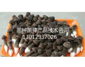 黑皮雞樅菌棒現(xiàn)貨供應(yīng)