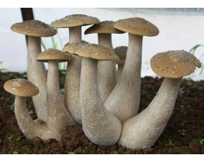 金鞭口蘑、虎奶菇