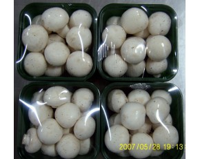 優(yōu)質工廠化雙孢菇